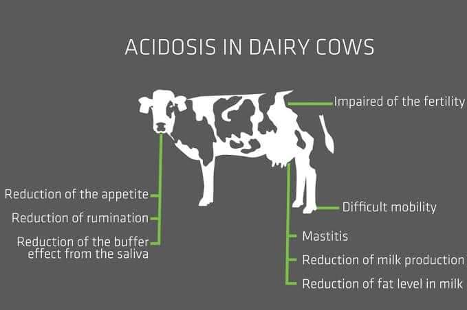 Ruminal Acidosis in Cattle