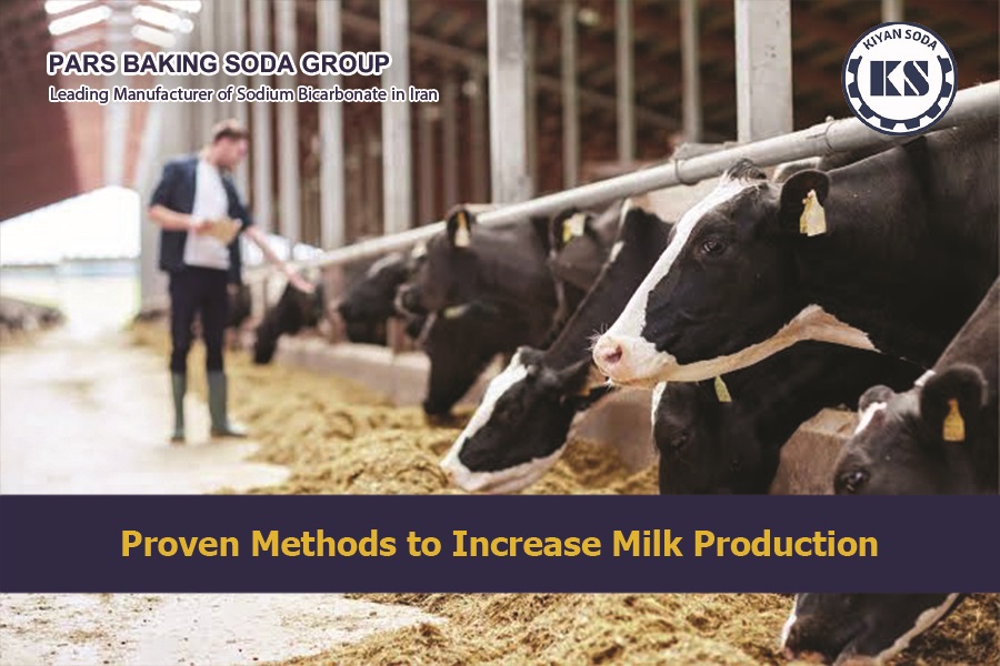 milk production in cows