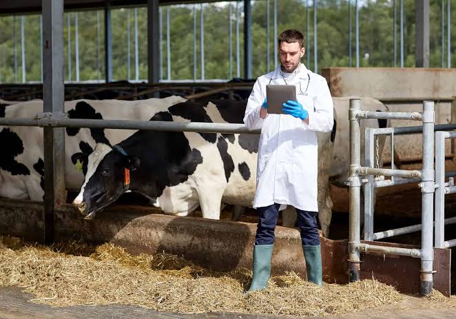 milk production in cows