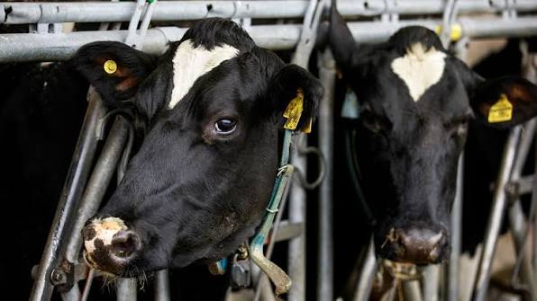 milk production in cows