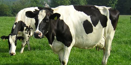 Ruminal Acidosis in Cattle