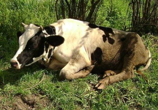 Ruminal Acidosis in Cattle