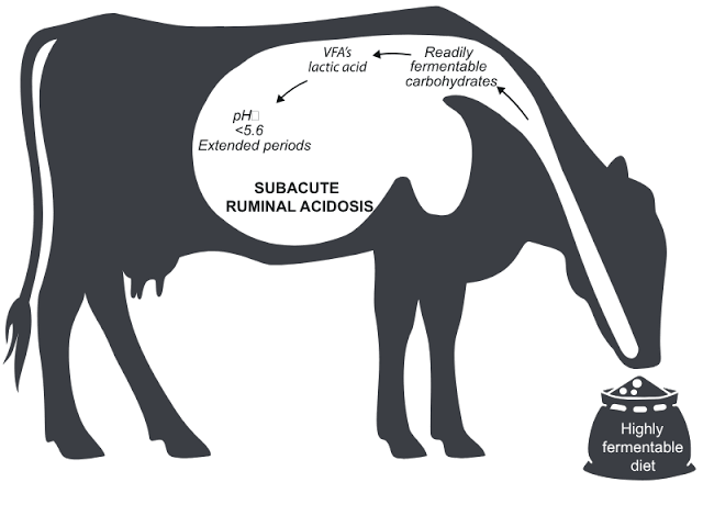 Ruminal Acidosis in Cattle