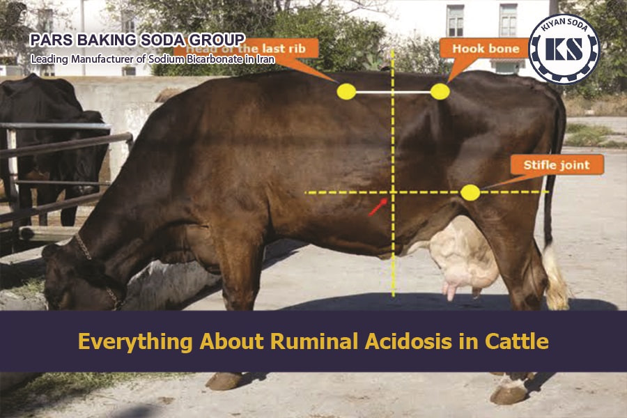 Ruminal Acidosis in Cattle