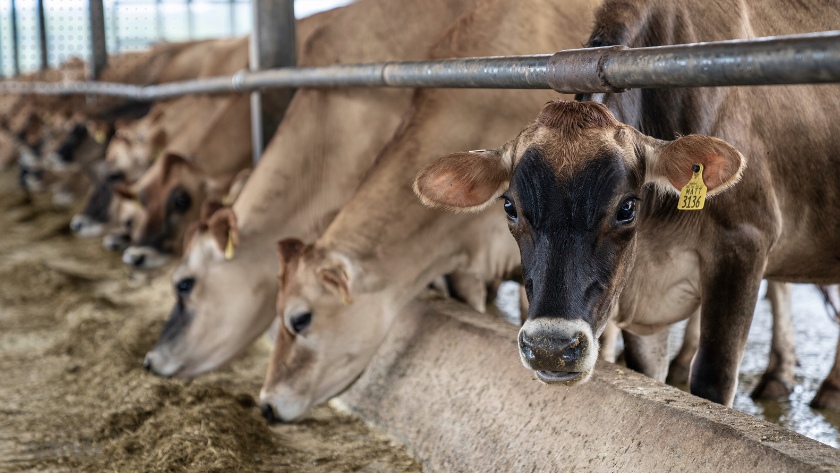 Heat stress in cows