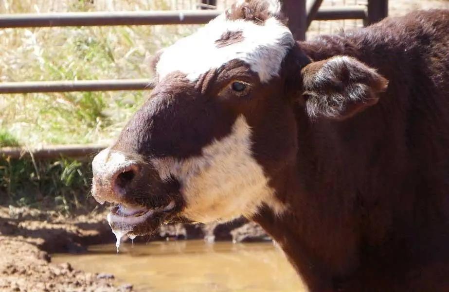Most Common Diseases in Cattle