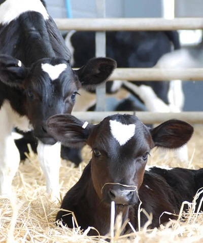 Most Common Diseases in Cattle