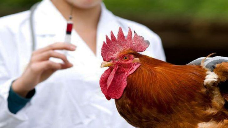 poultry vaccination program