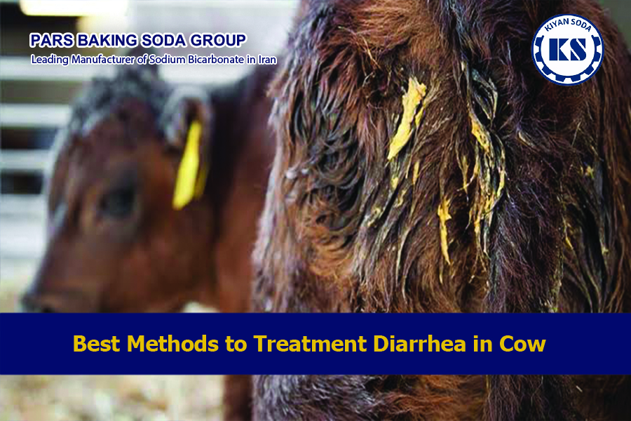 Best Methods to Treatment Diarrhea in Cow