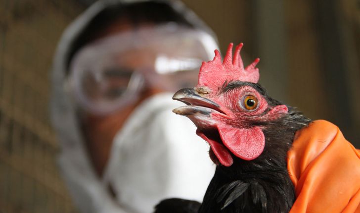 avian influenza
