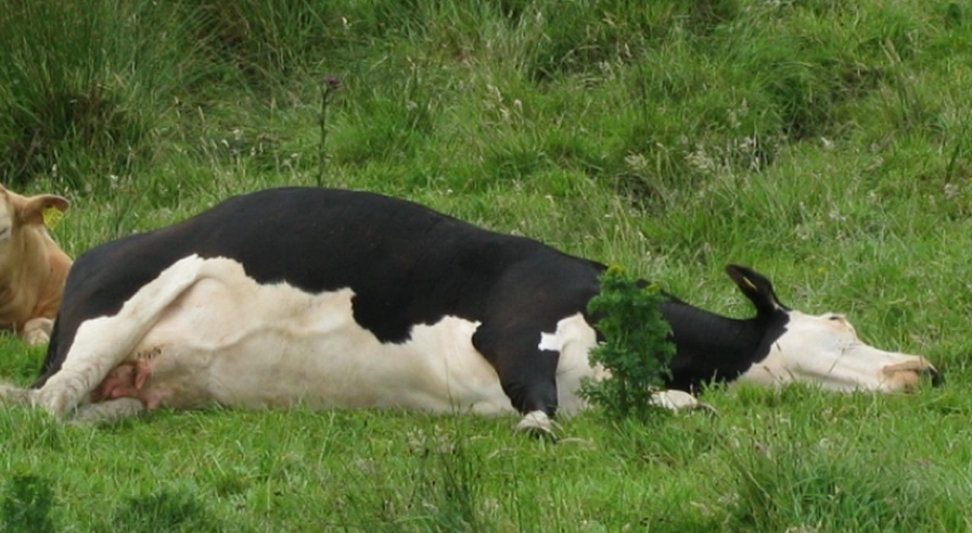 Most Common Diseases in Cattle