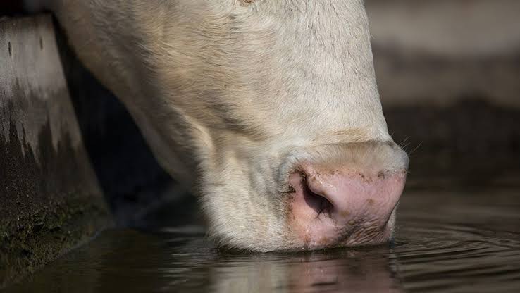 Heat stress in cows