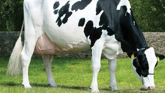 Heat stress in cows