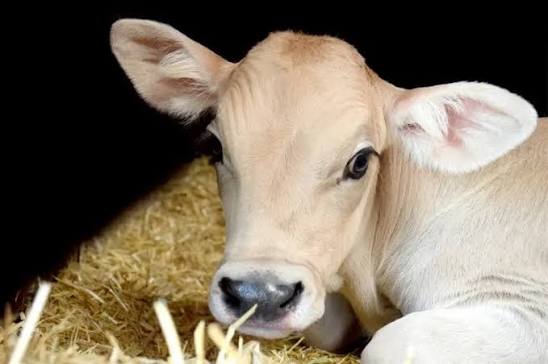 treatment of diarrhea in cows