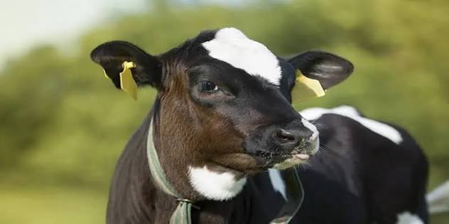 treatment of diarrhea in cows