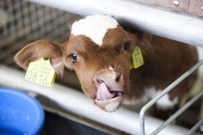 treatment of diarrhea in cows