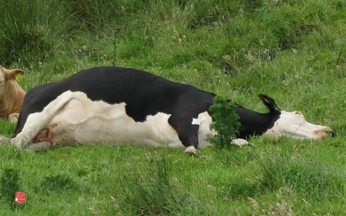treatment of diarrhea in cows