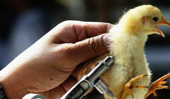 poultry vaccination program