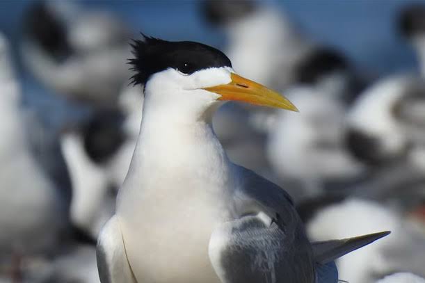 avian influenza
