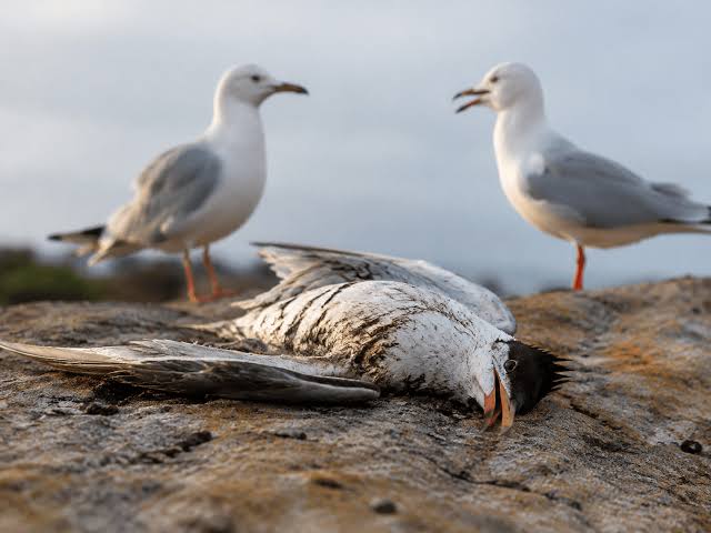 avian influenza
