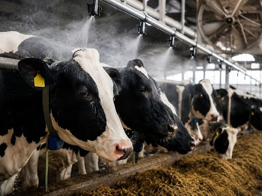 Heat stress in cows