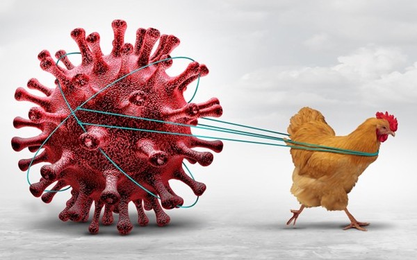 avian influenza