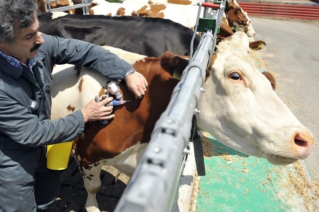 Most Common Diseases in Cattle